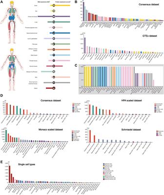 Comprehensive and Integrative Analysis of Two Novel SARS-CoV-2 Entry Associated Proteases CTSB and CTSL in Healthy Individuals and Cancer Patients